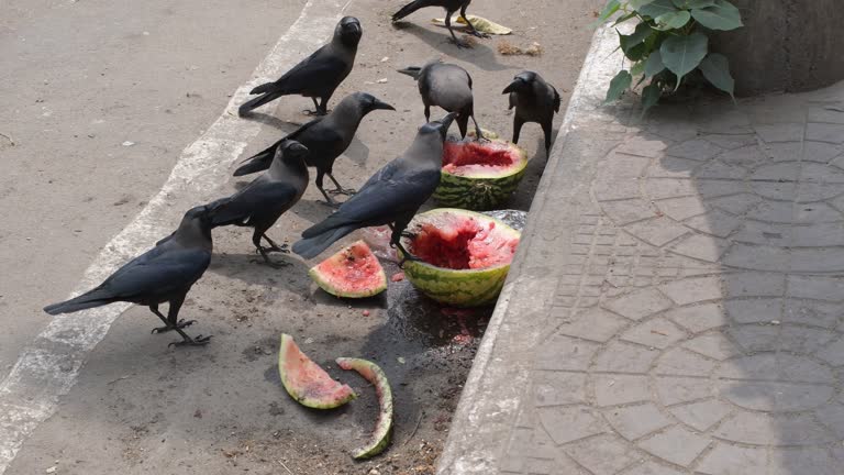 Dhaka Crow